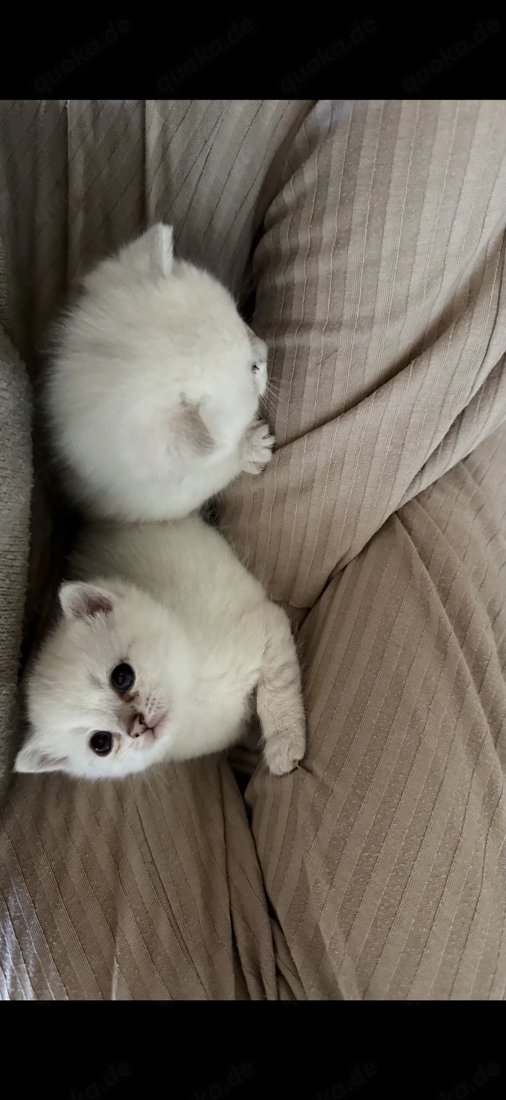 BKH Kitten weiß 