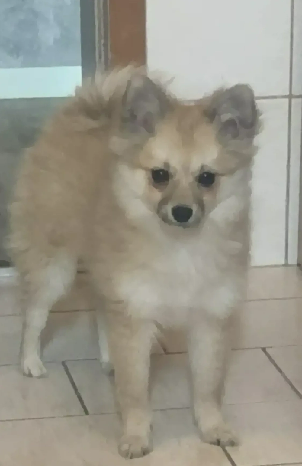 Welpen  Pomeranian -DeutscherSpiz