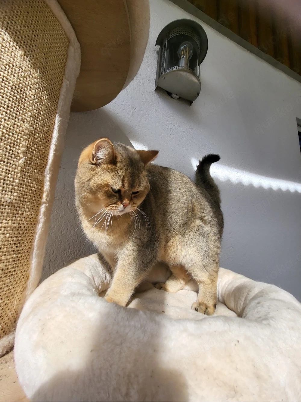 Katze Britisch kurzhaar 2 J. gechipt, kastriert