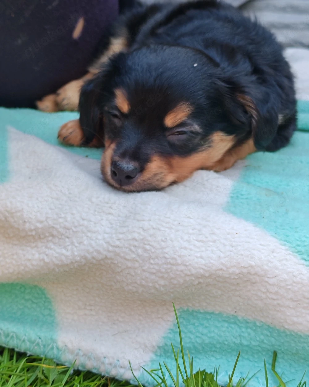 Süße Mäuse suchen Dosenöffner 