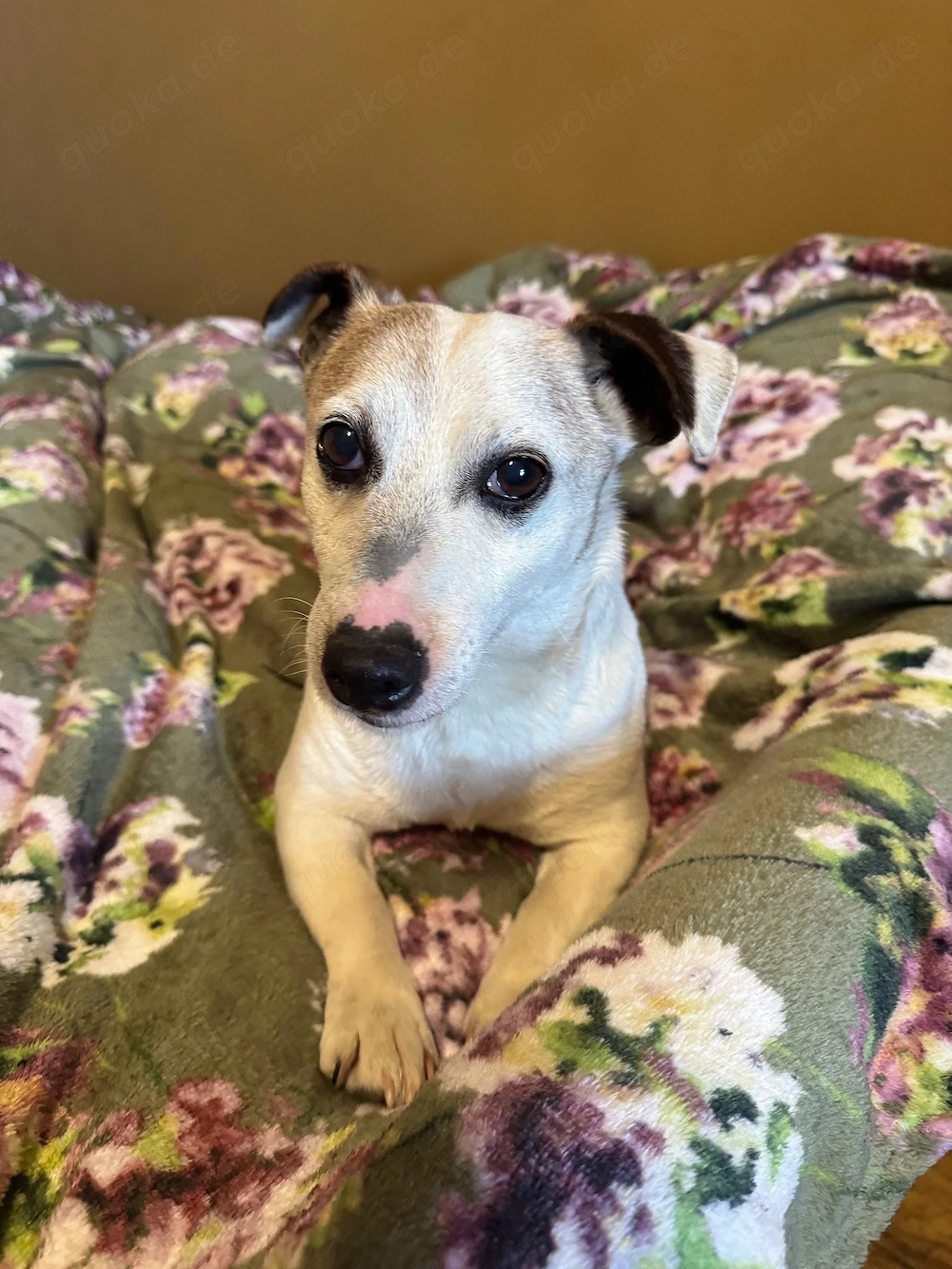Hund Jack Russell Terrier in gute Hände abzugeben