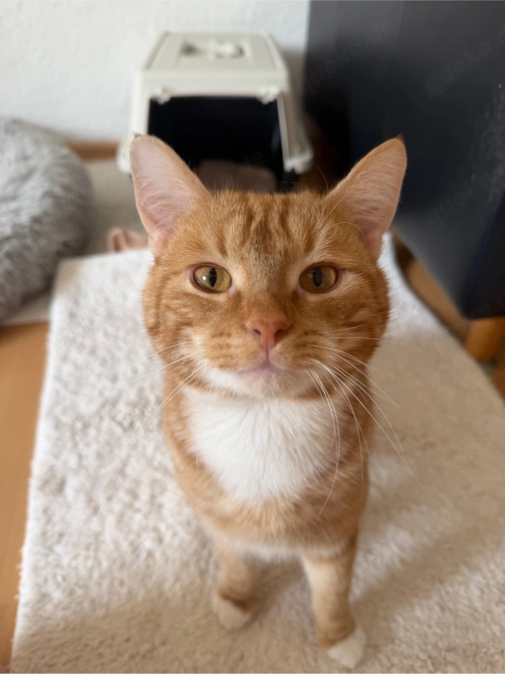 !dringend! Zuhause gesucht 