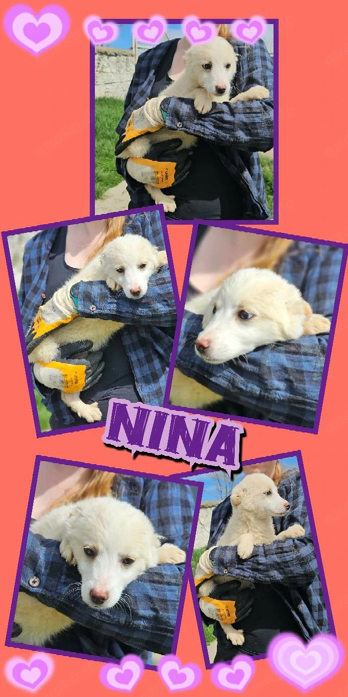 Süße Nina- bald auf Pflegestelle!