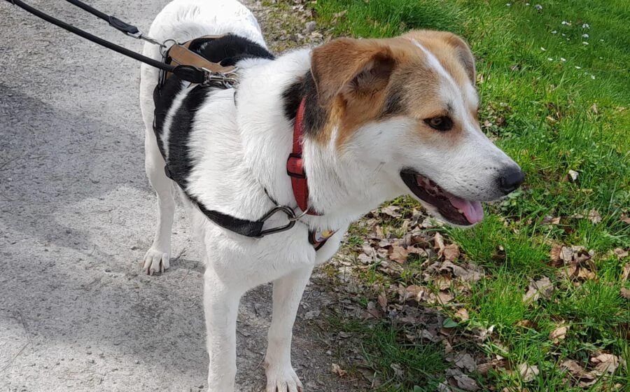 Hübsche Gisi sucht Zuhause