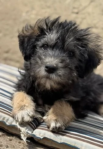 Jonny - unser Wuschel-Hundekind - sucht sein Zuhause