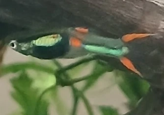 Endlers Guppy, Type Green Hornet