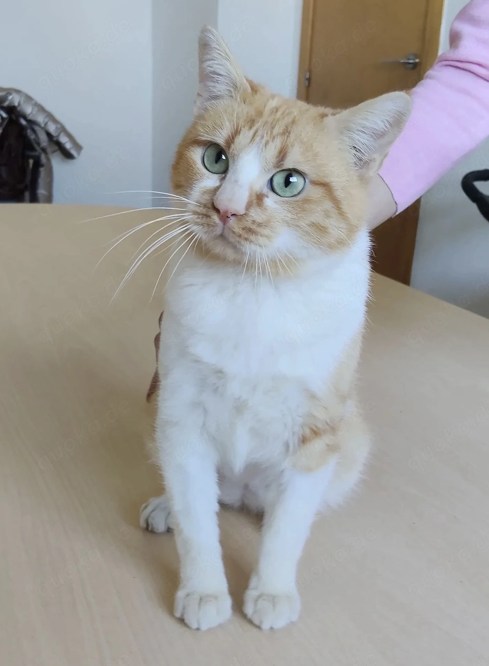 JOAQUIN- umgänglich, neugierig, freundlich