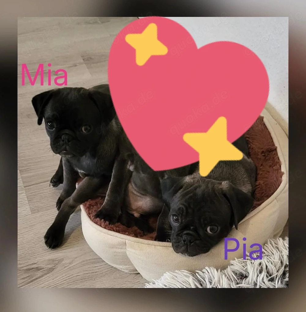 Wunderschöne schwarze(platinum) Altdeutsche Möpse sind jetzt beide reserviert 