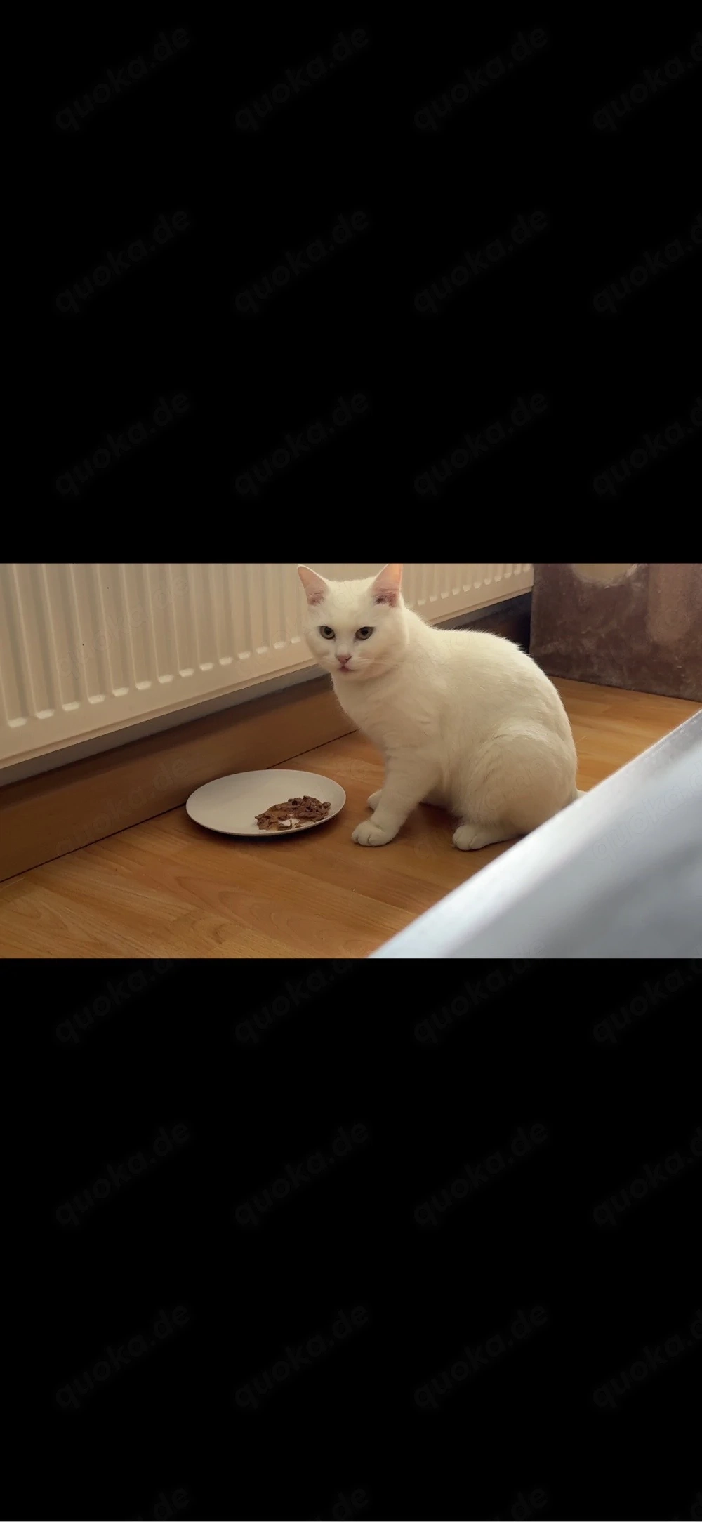 BKH Kater Schneeweiß