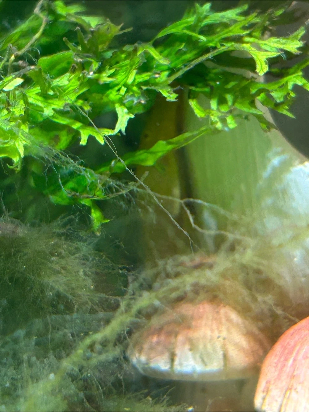 Albino antenenwels 