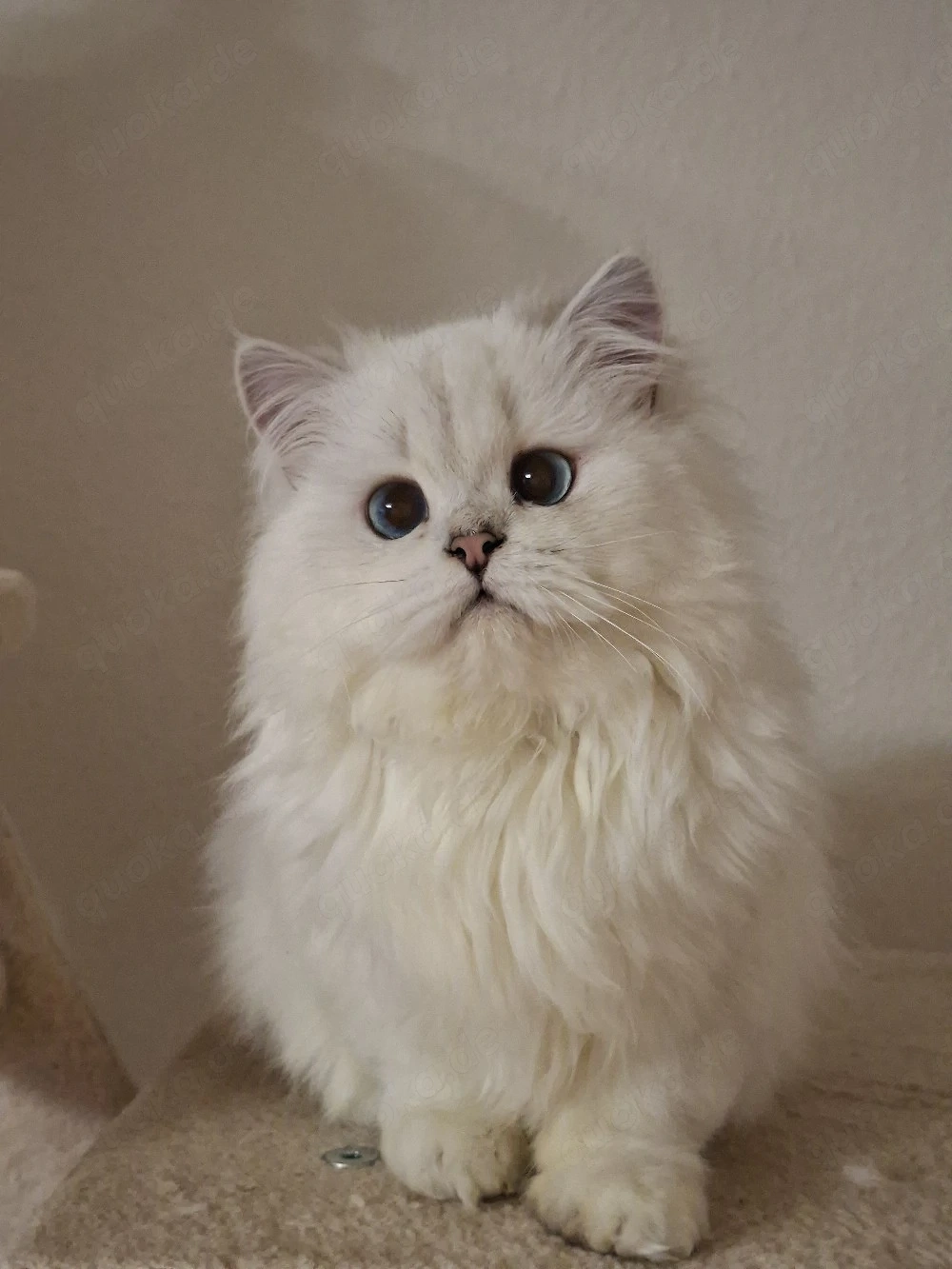 Verschmuster BLH Kater, black silver shaded point