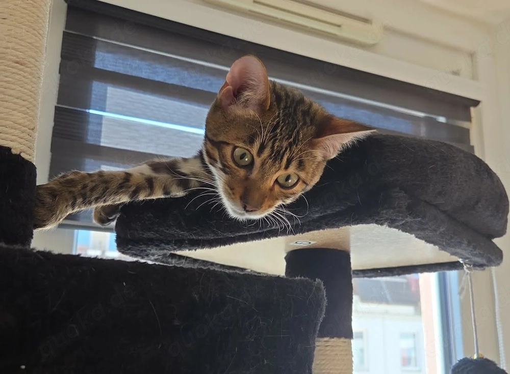 Bengal Kater sucht ein neues Zuhause 