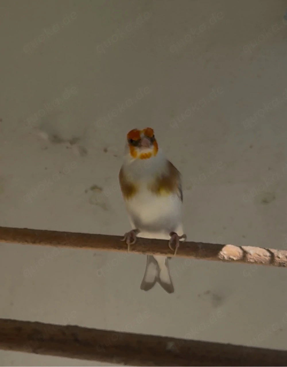 Stieglitz Major 2024 Mänlich 