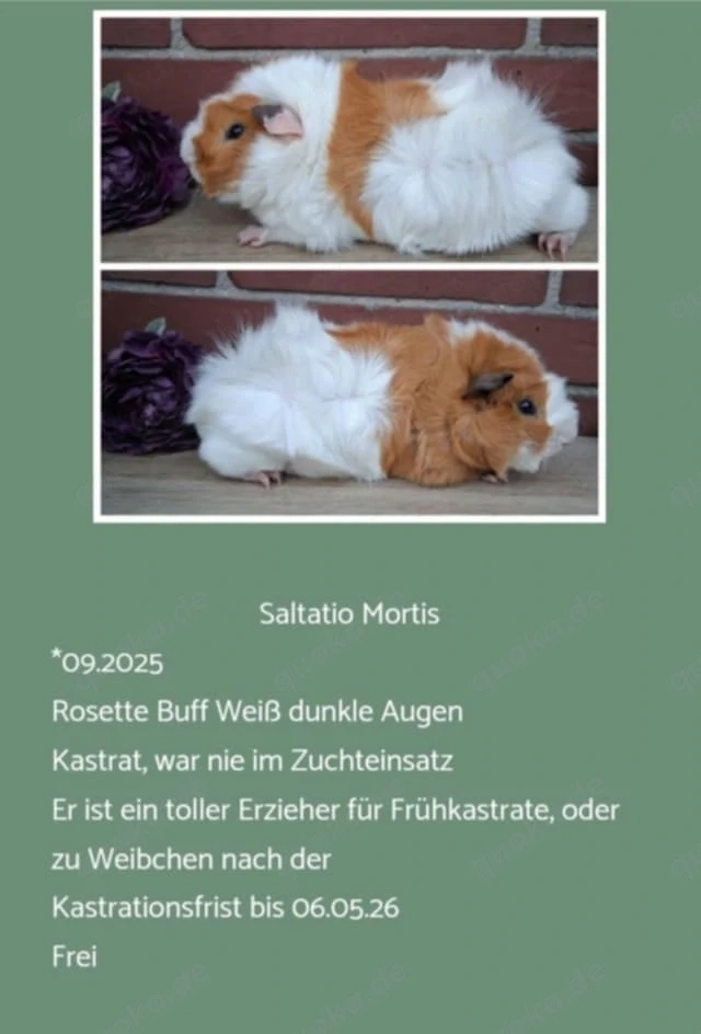 Kastrat Meerschweinchen US Teddy Rosetten 