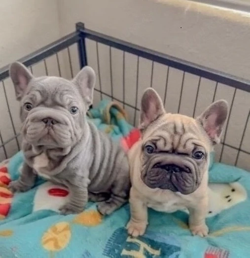 Freundliche Französische 