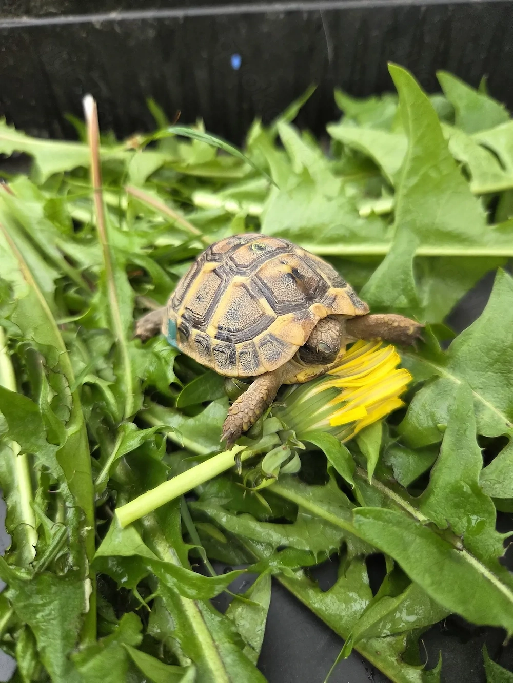  Schildkröte NZ Griechische Landschildkröten (THH) 2024 mit EU-Bescheinigung Lokalform Toskana