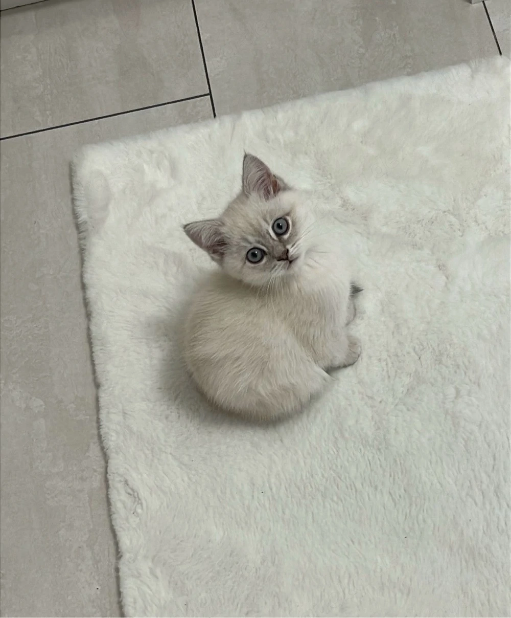    Süßes Kitten (Blue Point) sucht ein liebevolles Zuhause   