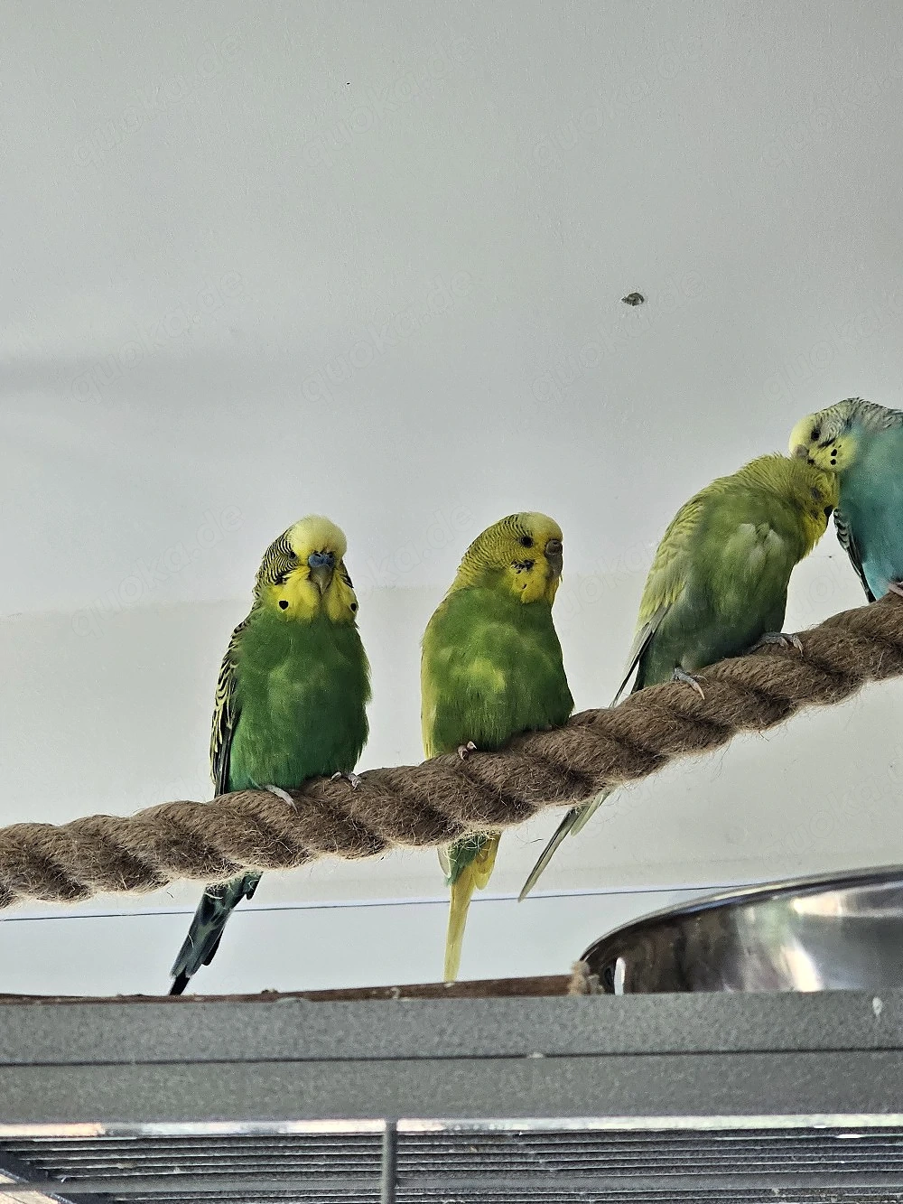 Gruppe Wellensittiche zu verkaufen 