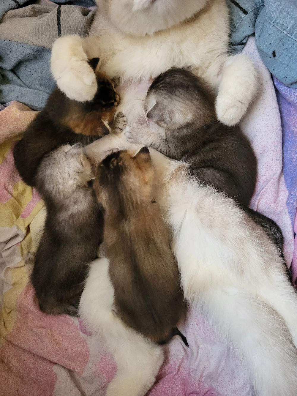 BKH-Bengal Mix Kitten