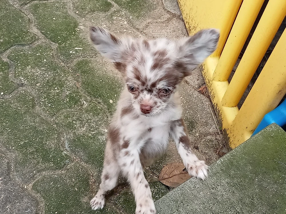 Langhaar Chihuahua,,Welpe Rüde "