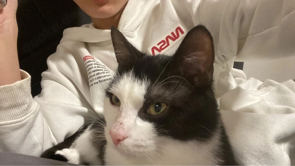 fredi jr. auch chef genannt 