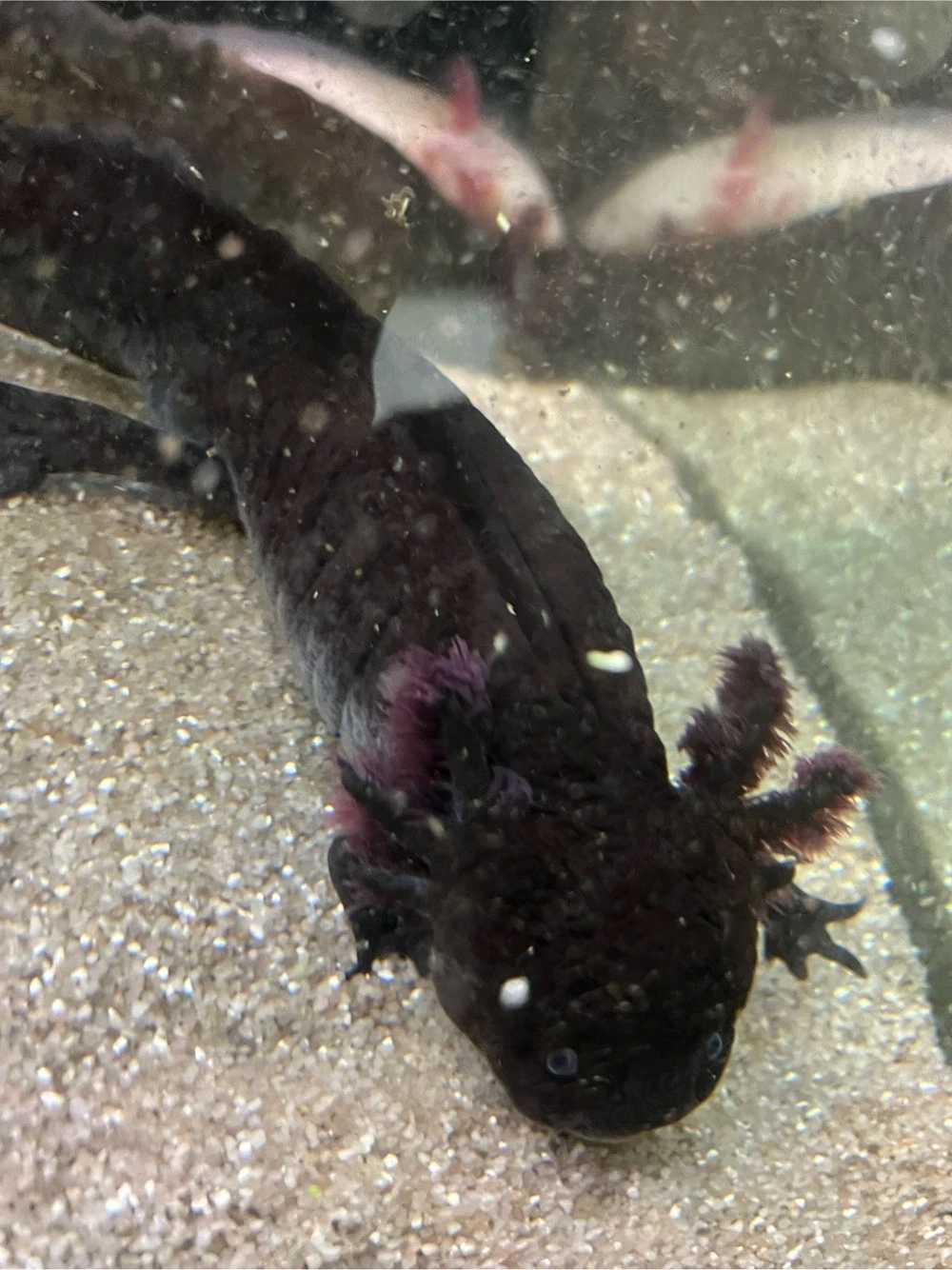 6 axolotl 