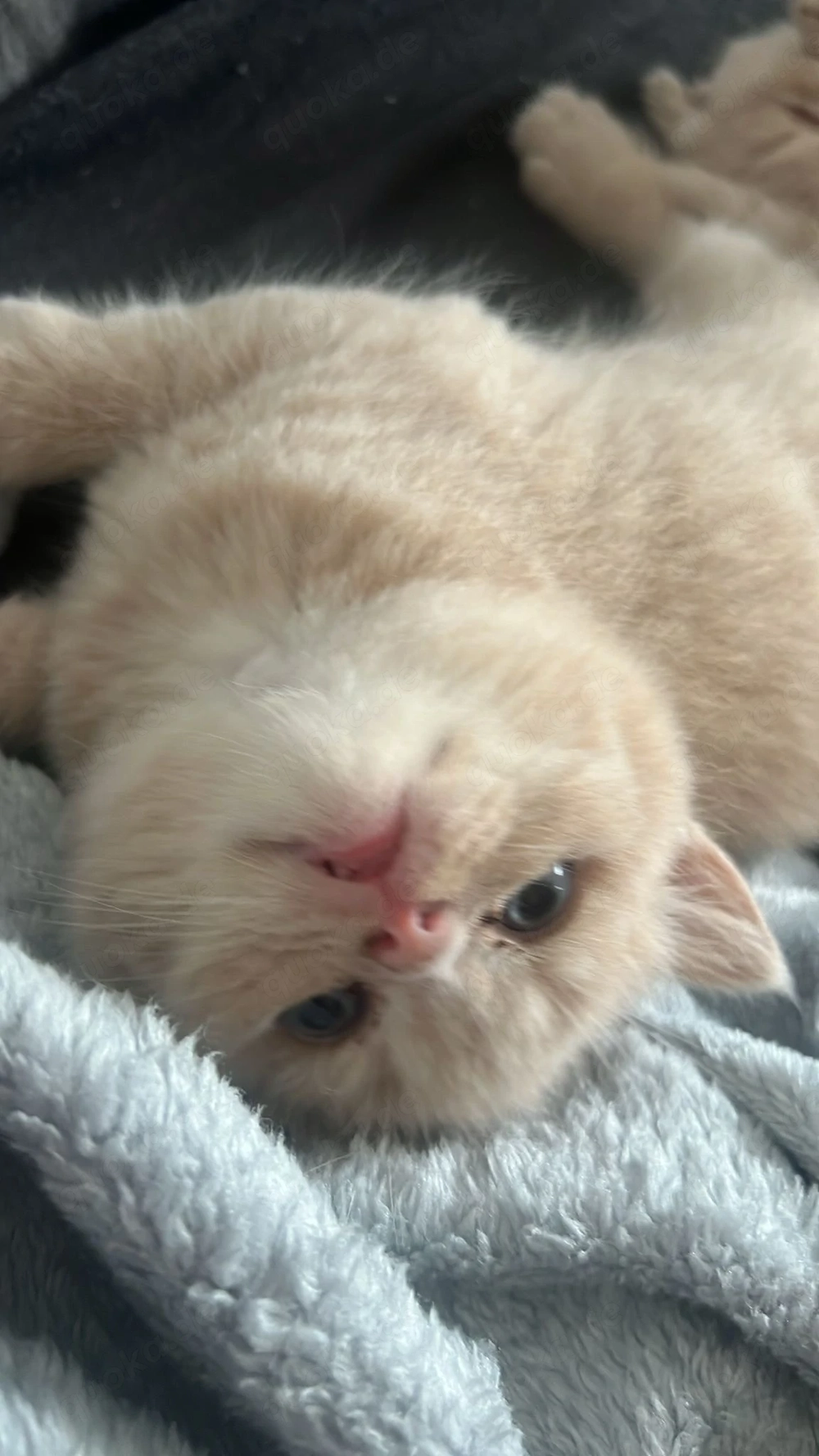 Wunderschöne BKH Kitten, Britisch Kurzhaar Kitten 