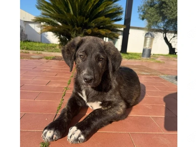 Gastone sucht sein Zuhause (noch auf Sardinien)