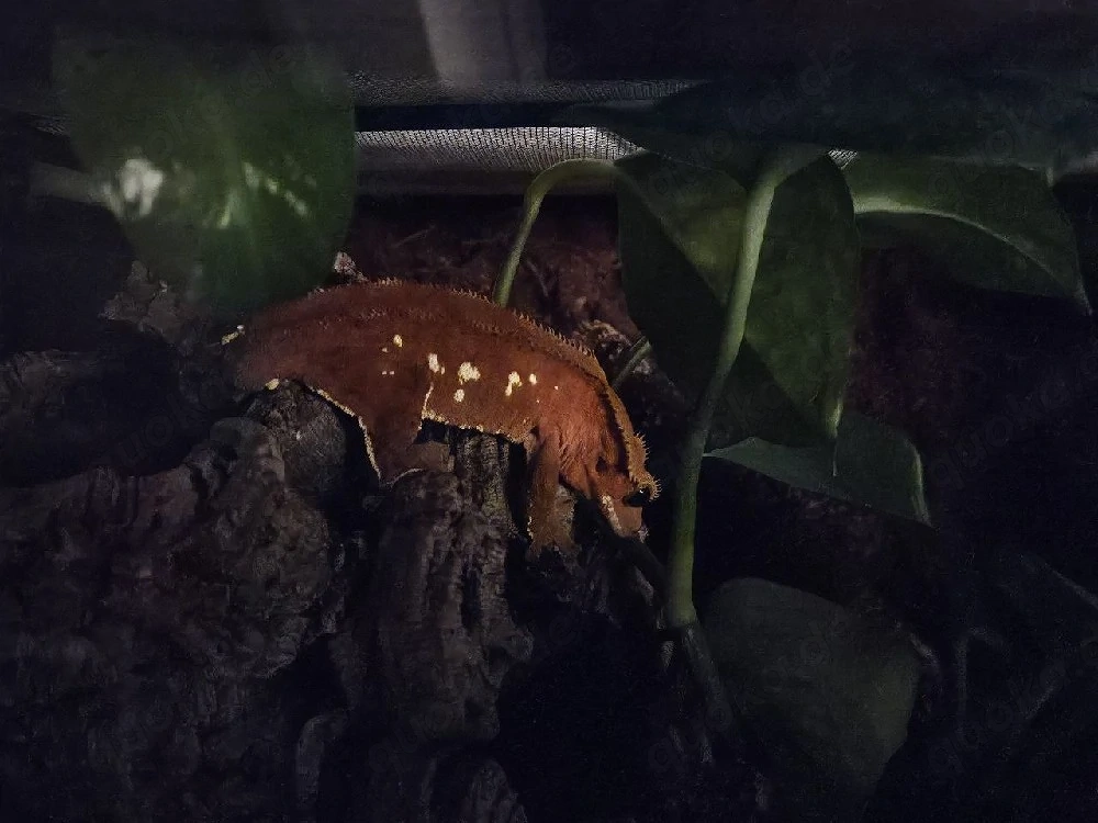 Diese Woche Angebot - Kronengecko Rot 1.0