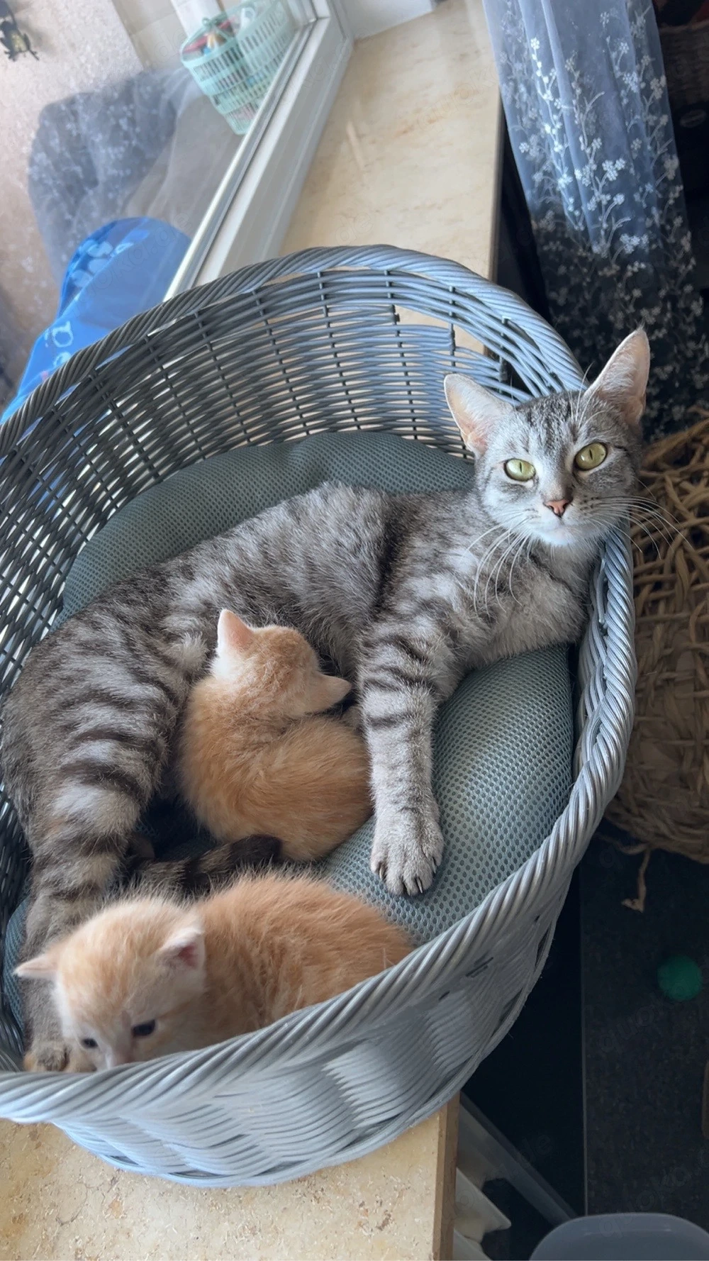 Katze mit 2 Kitten (m) sucht liebevolles Zuhause