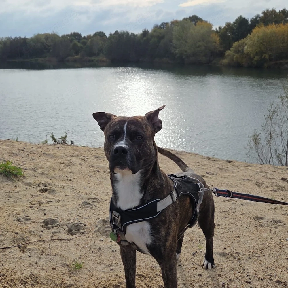 Deckrüde Pitbull-Pinscher