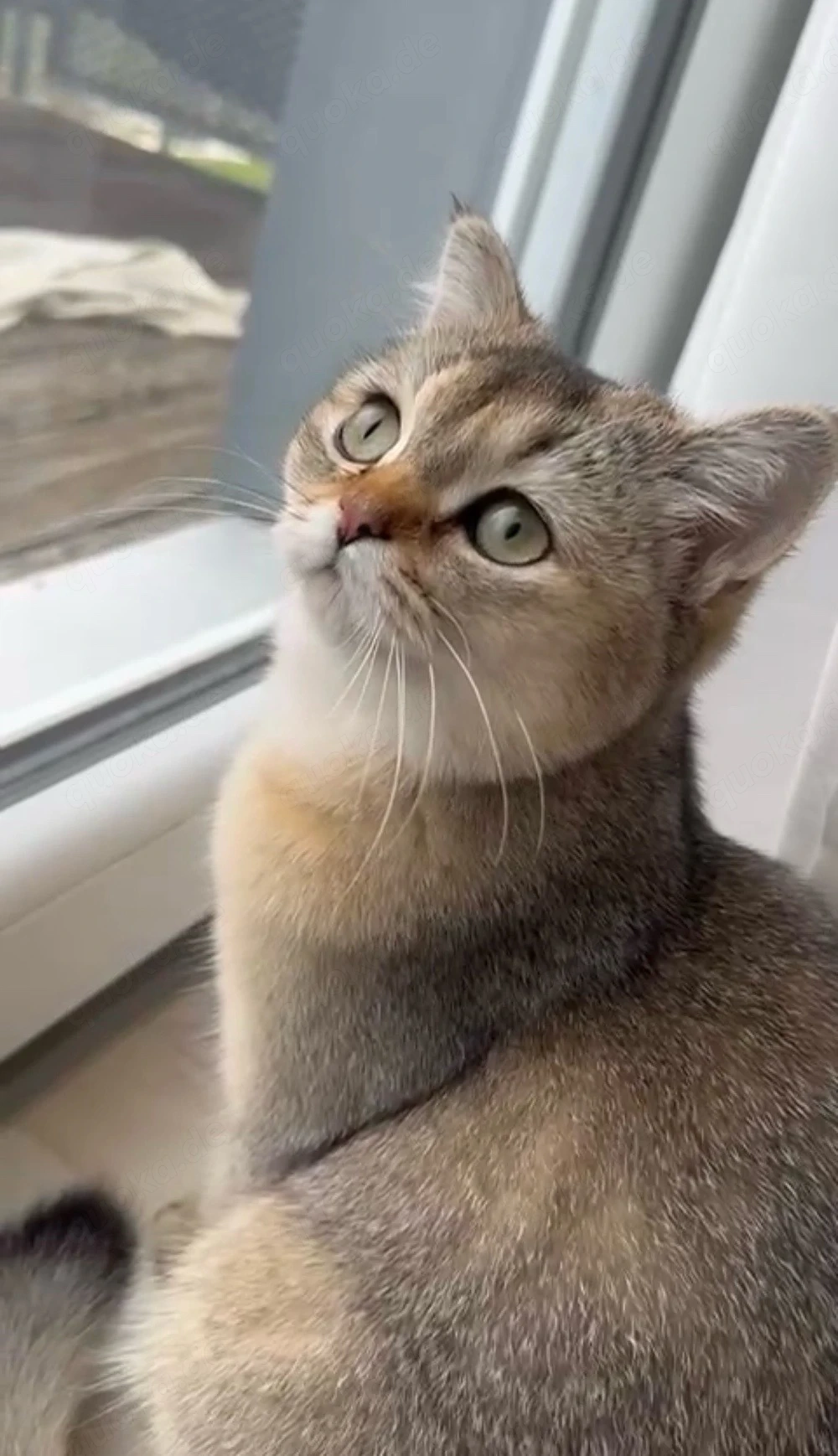 Süße Britisch Kurzhaar Katze