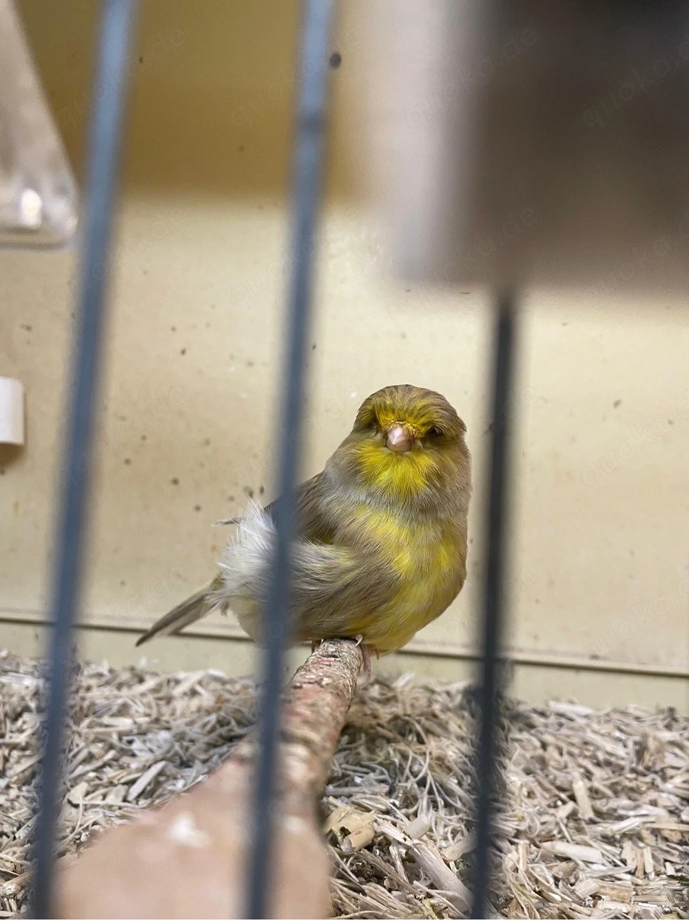 Crest Kanarien Hahn Crestbred