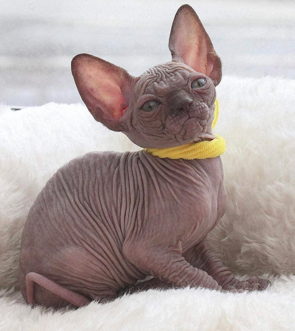 Sphynx-Kätzchen suchen ein neues Zuhause