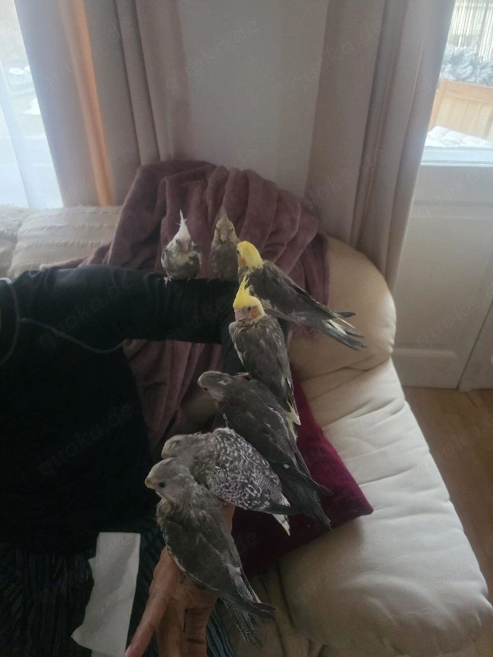 Handzahme Nymphensittiche