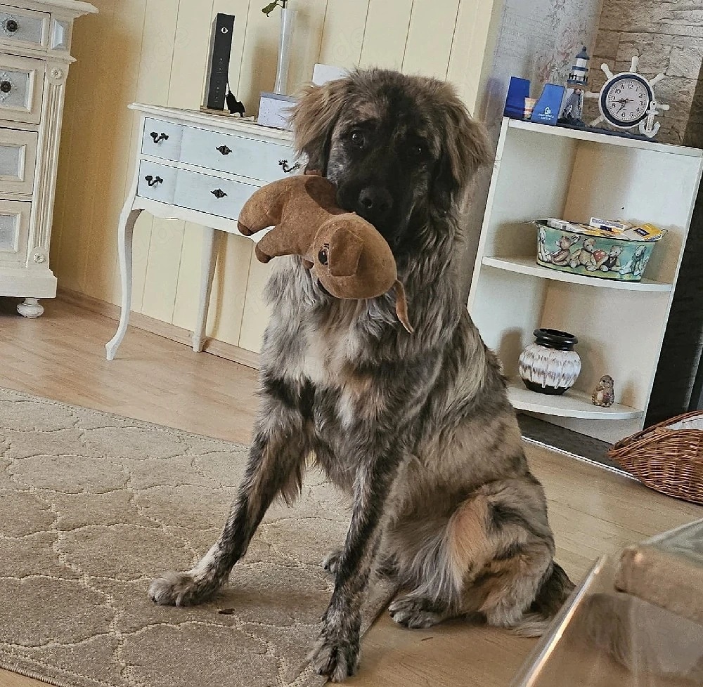 Berg Schäferhund Mischling Abzugeben