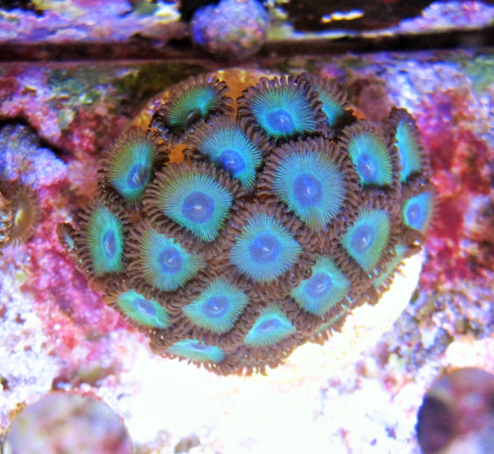 Korallenableger- Zoanthus " Blackbeard"
