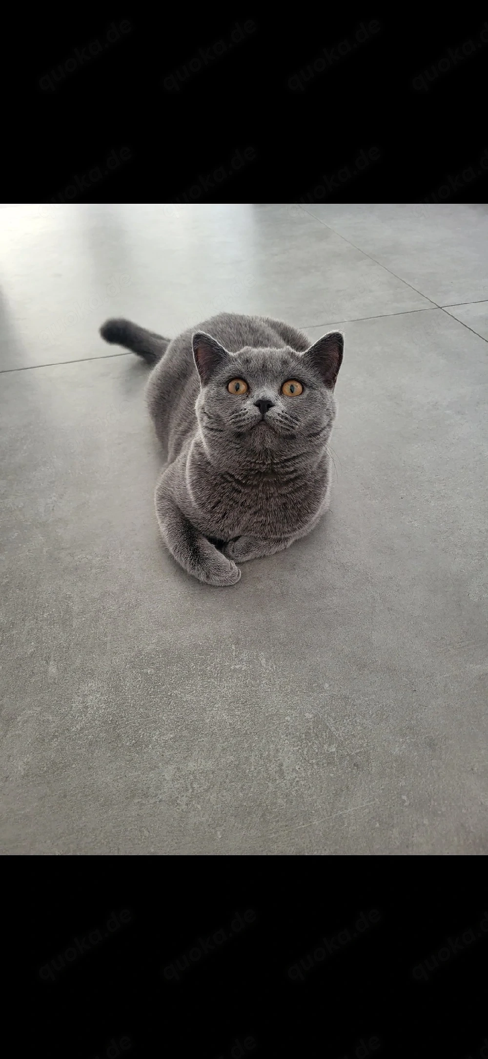 British Shorthair grau kitten