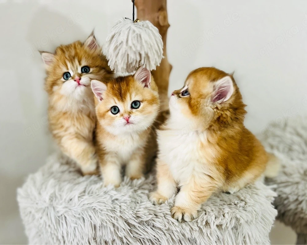 Wunderschöne BKH BLH kitten in shell