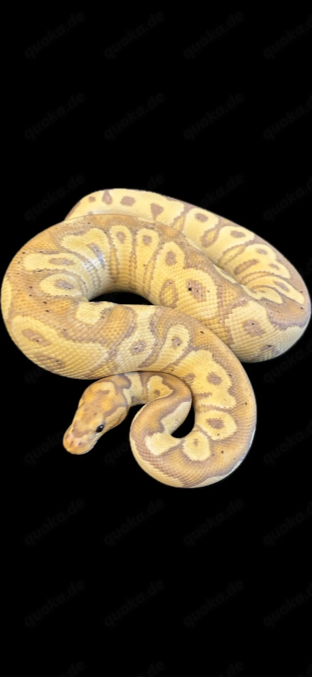 Königspython BP Banana SN Clown