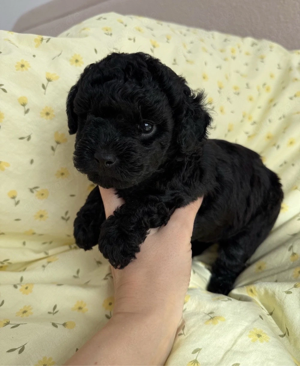 toy pudel mini welpe 