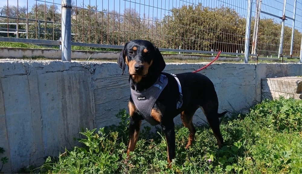 Äcco sucht ein schönes Zuhause