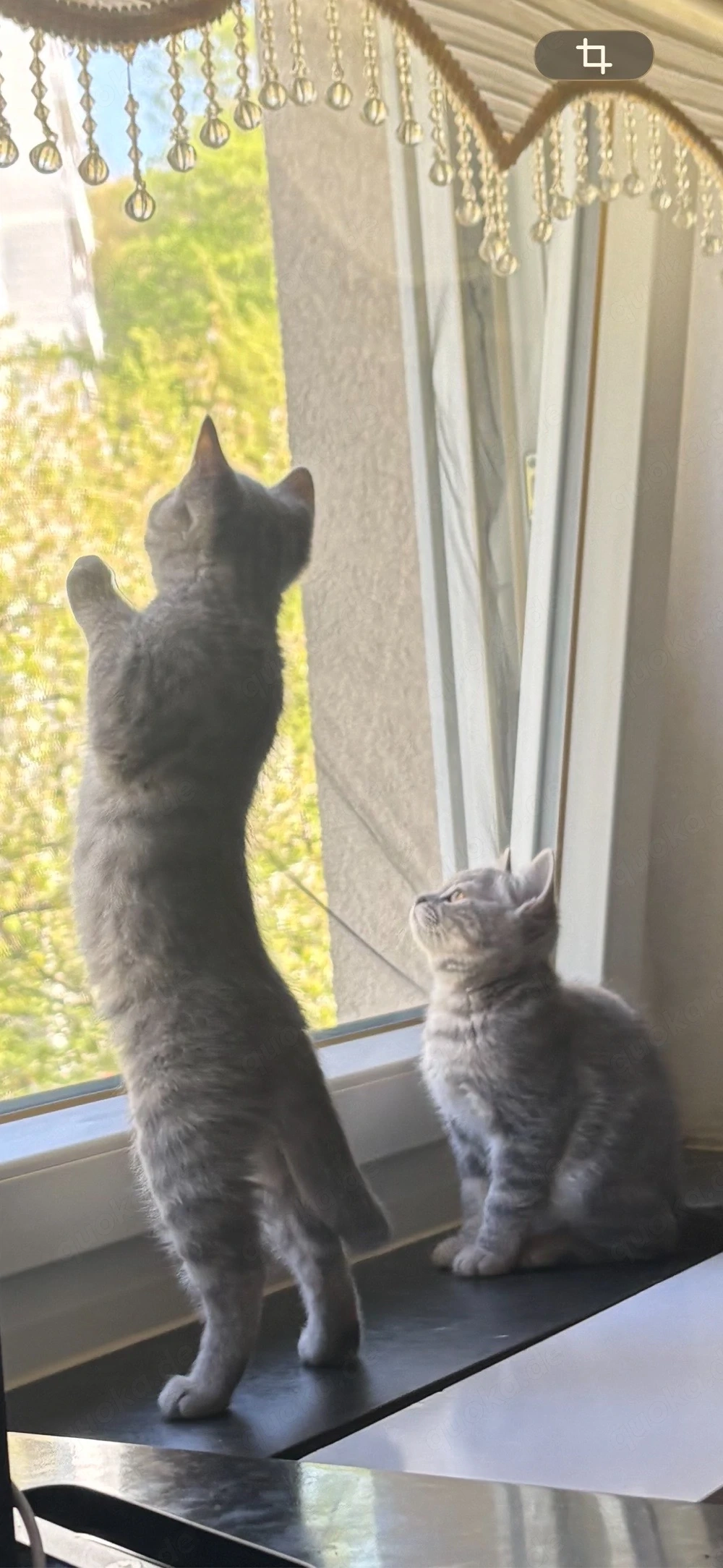 BKH Kitten (1 übrig)