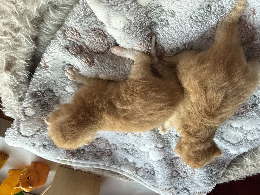 Katzen kitten abzugeben 