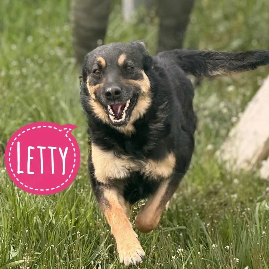 Letty, fröhliche, verspielte und wunderhübsche Mischlingshündin