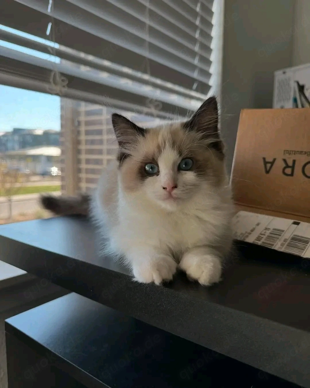 Bezaubernde Ragdoll-Kätzchen suchen ein Zuhause für immer