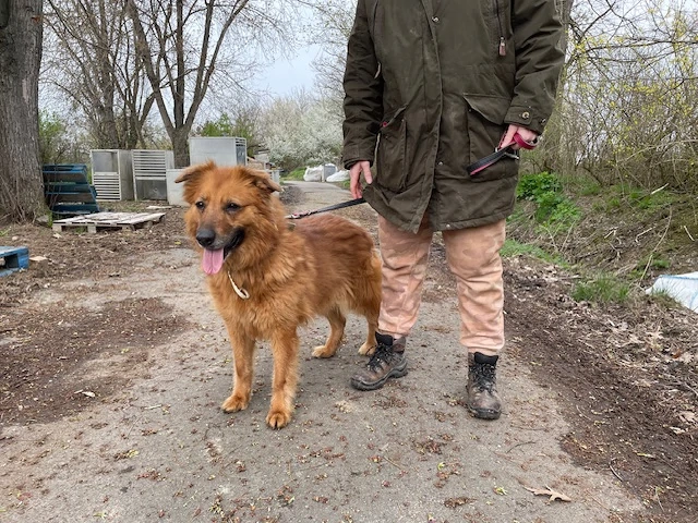 Zsömi, z.Z. in Ungarn, Schäferhund Mix, Hündin, groß, Einzelprinzessin, menschenfreundlich, aktiv