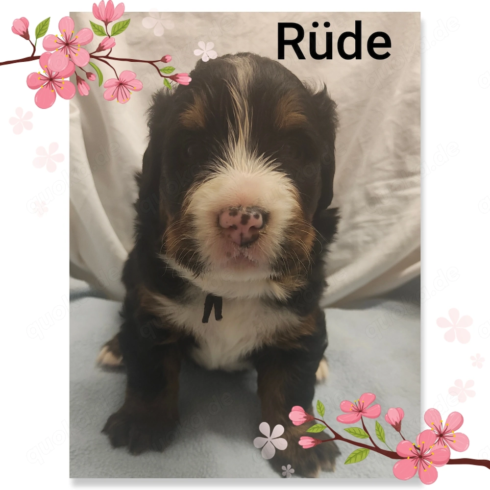 Bernersennenwelpen (Rüden) suchen ein neues Zuhause