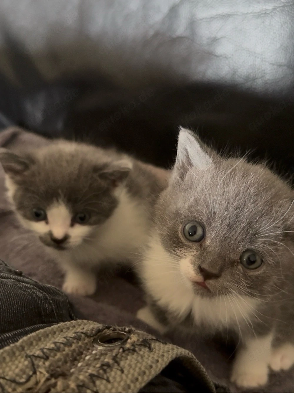    Süße BKH mix Katzen suchen bald ein liebevolles Zuhause!    