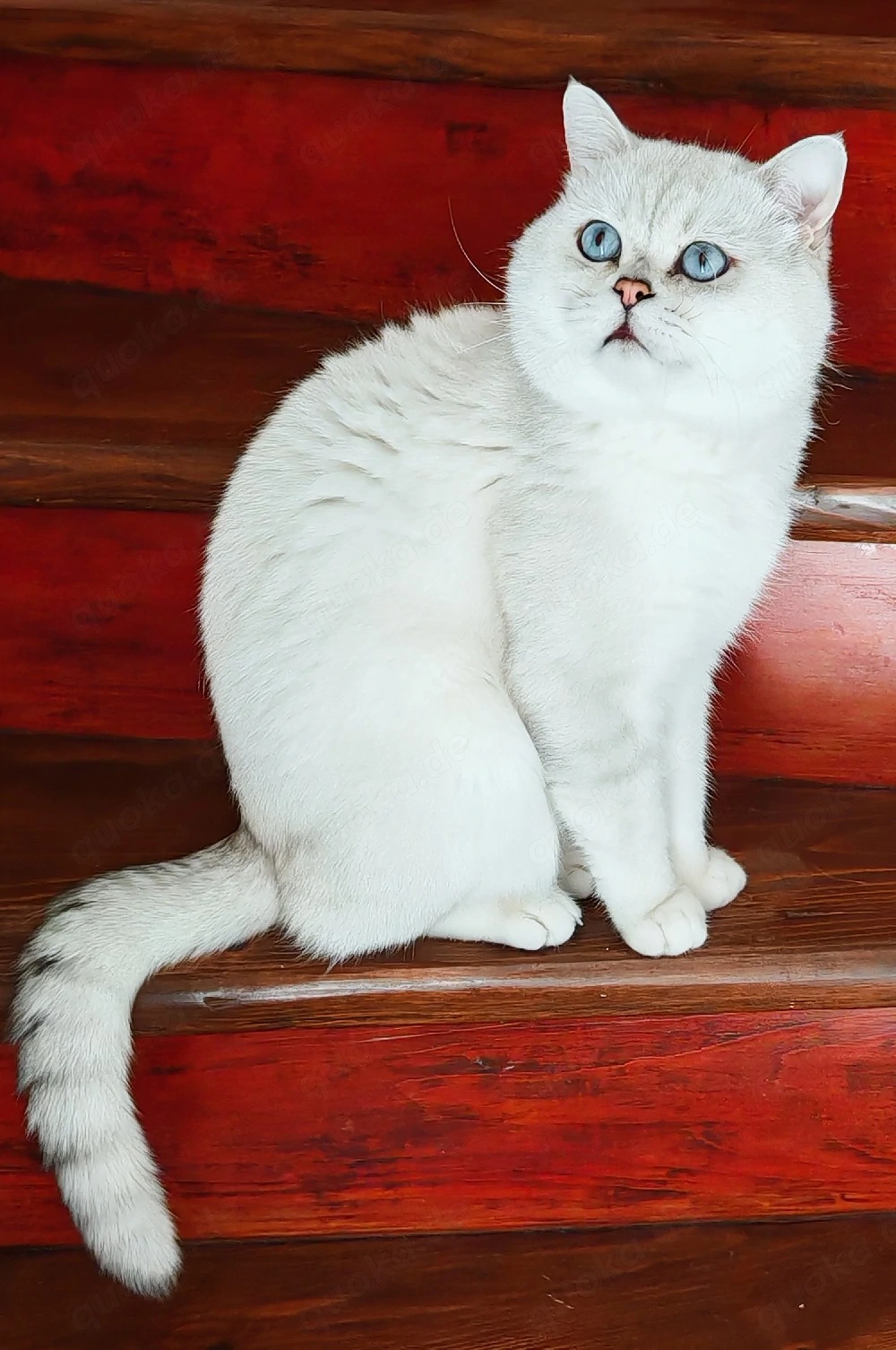 Deckkater Bg.A mit blauen Augen